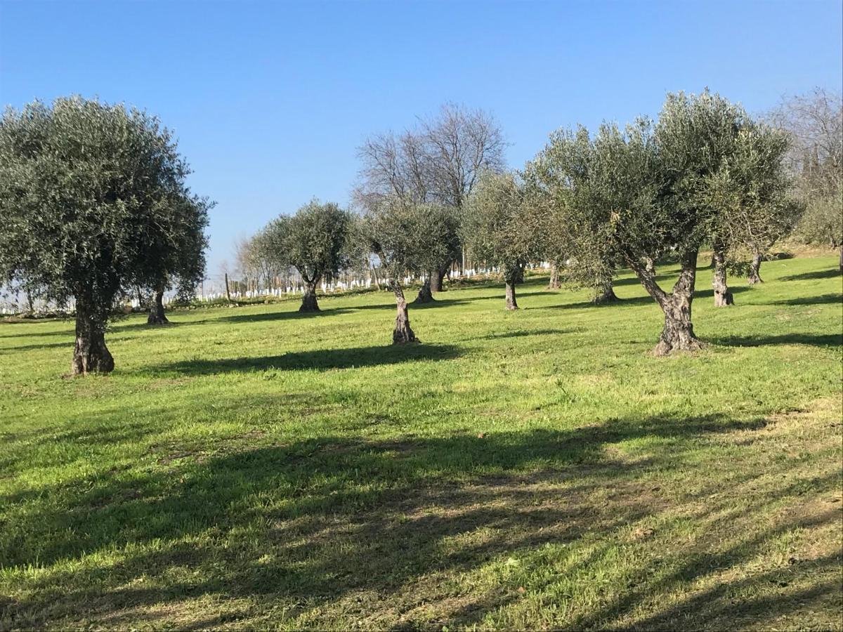 Bed and Breakfast Horta da Rosa - Adults Only Alvito  Esterno foto